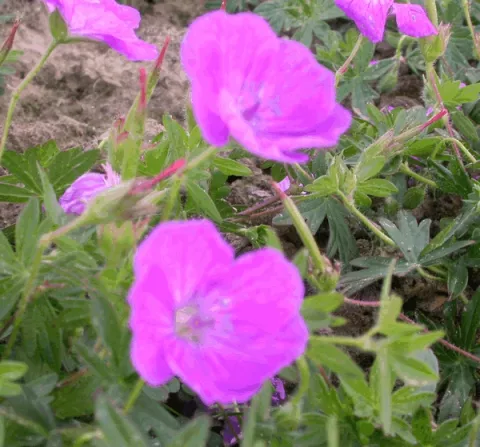 Geranium sang. 'Nanum'