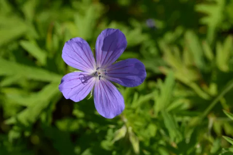 Geranium hybr. 'Nimbus'