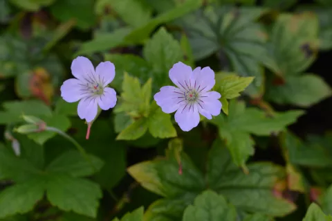 Geranium nodosum