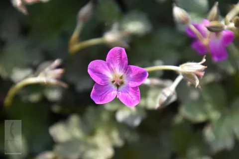 Geranium hybr. 'Orkney Cherry'