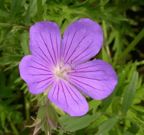 Geranium hybr. 'Orion'