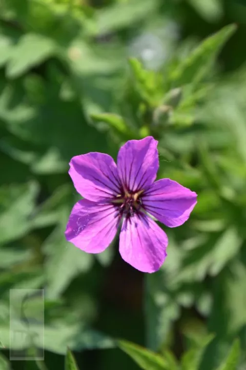 Geranium hybr. 'Patricia'