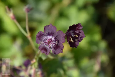 Geranium phaeum