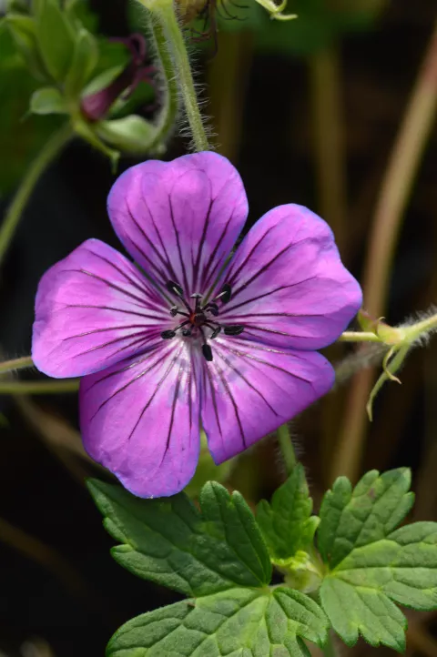 Geranium hybr. 'Pink Penny'