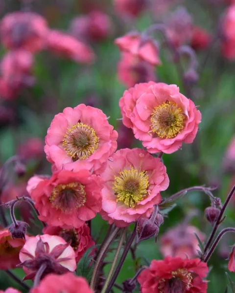 Geum 'Pink Petticoats'