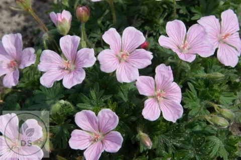Geranium sang. 'Pink Pouffe'
