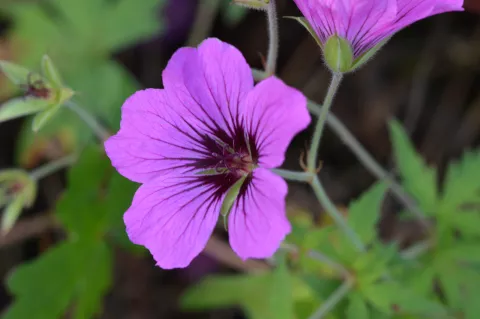 Geranium psilostemon
