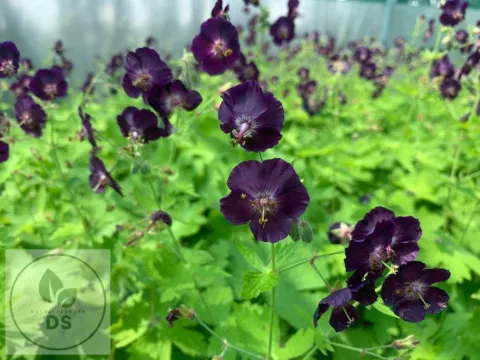 Geranium phaeum 'Raven'