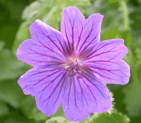 Geranium magnificum 'Rosemoor'