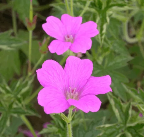 Geranium ox. 'Rosenlicht'