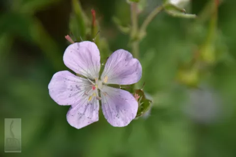 Geranium sylv. 'Roseum'