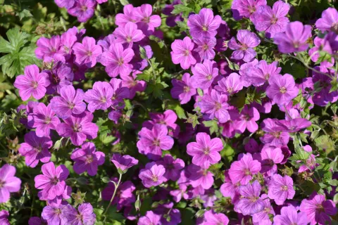 Geranium riversl. 'Russel Prichard'