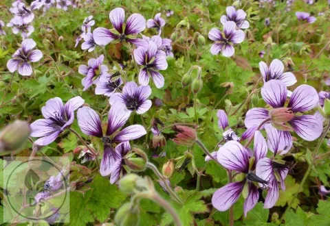 Geranium hybr. 'Salomé'