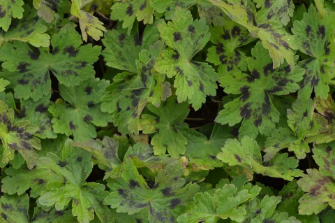Geranium phaeum 'Samobor'