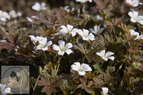 Geranium sessiliflorum 'Sanne'
