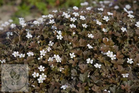 Geranium sessiliflorum 'Sanne'