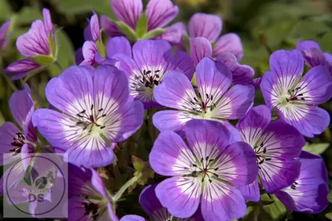 Geranium hybr. 'Sweet Heidy'