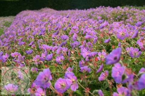 Geranium hybr. 'Sweet Heidy'