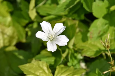 Geranium nod. 'Silverwood'