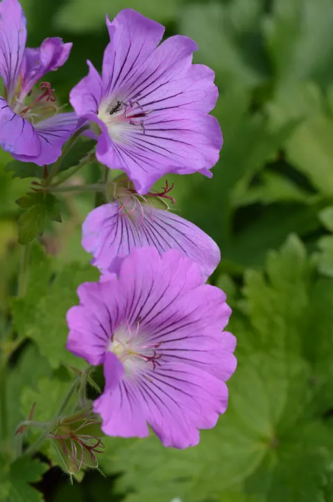 Geranium hybr. 'Sirak'
