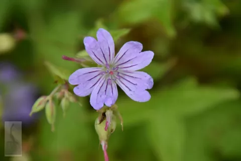 Geranium nod. 'Svelte Lilac'