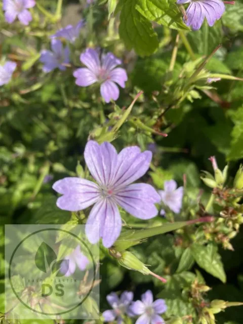 Geranium nod. 'Svelte Lilac'