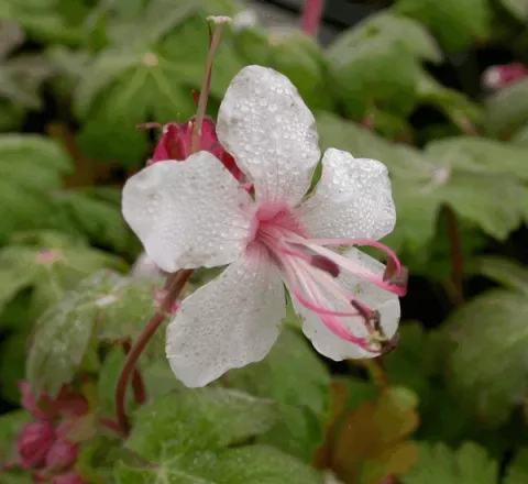 Geranium macr. 'Spessart'