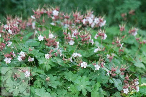 Geranium macr. 'Spessart'