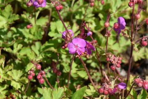 Geranium macr. 'Sandy's Smile'