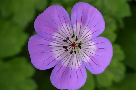 Geranium hybr. 'Sylvia's Surprise'
