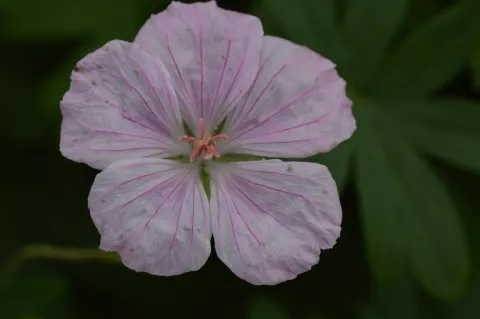 Geranium sang. var. striatum