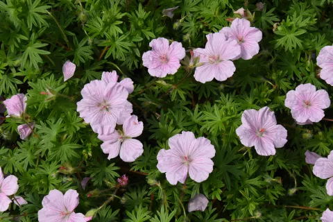 Geranium sang. var. striatum