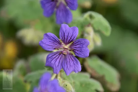 Geranium hybr. 'Terre Franche'