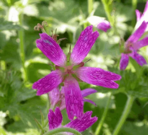 Geranium ox. 'Thurstoniana'