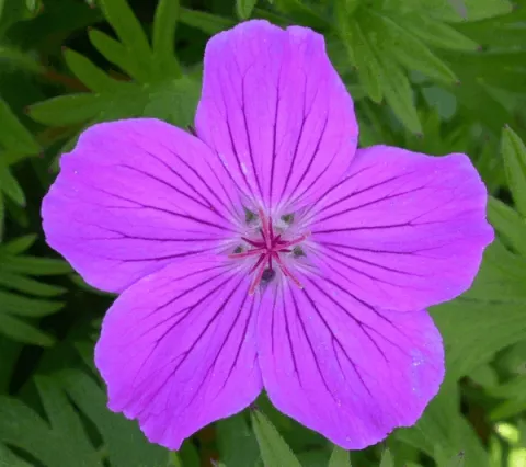 Geranium hybr. 'Tiny Monster'
