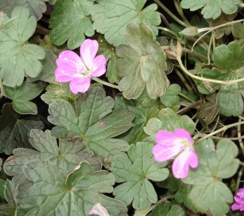 Geranium hybr. 'Tanya Rendall'
