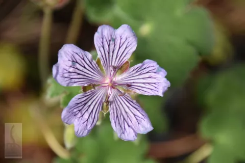 Geranium renardii 'Tschelda'