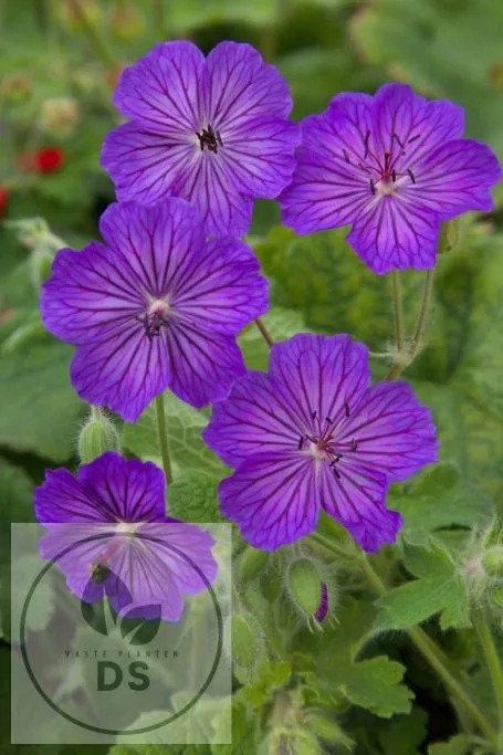 Geranium magnificum 'Turco'