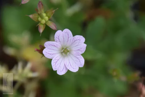 Geranium versicolor