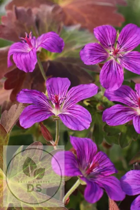Geranium wlassovianum