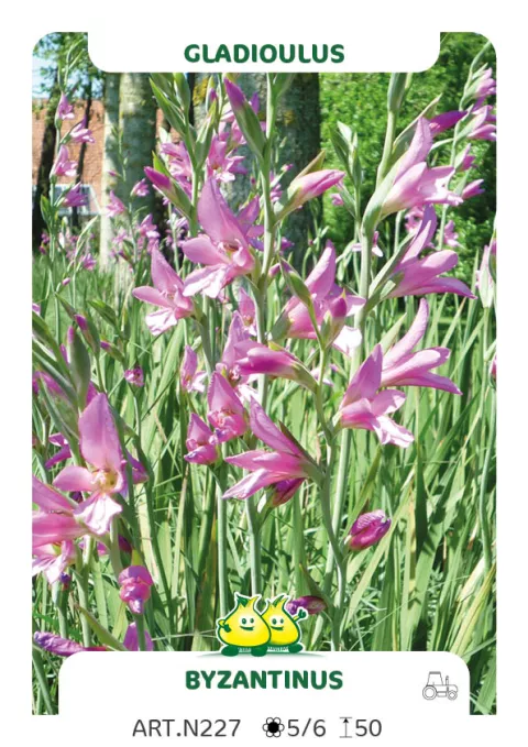 Gladiolus byzantinus