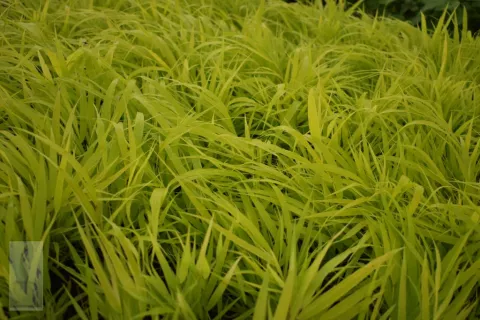 Hakonechloa macra 'All Gold'