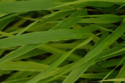 Hakonechloa macra