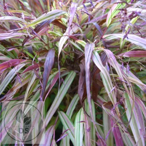 Hakonechloa macra 'Naomi'