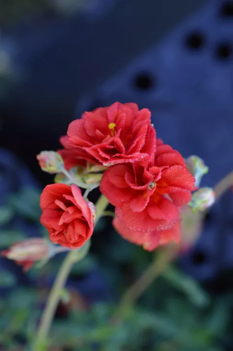 Helianthemum 'Amabile Plenum'