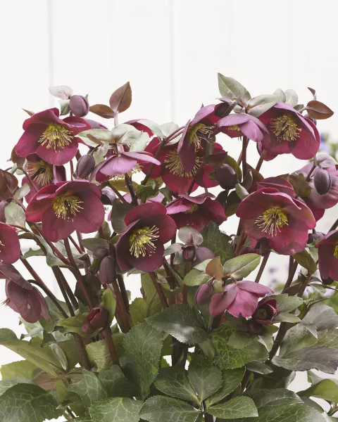 Helleborus nigercors 'Anna's Red'