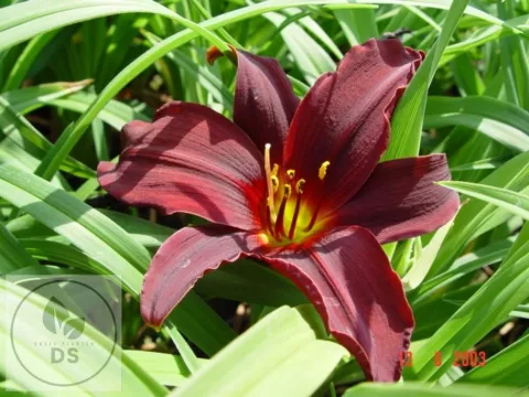 Hemerocallis 'American Revolution'