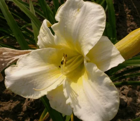 Hemerocallis 'Arctic Snow'
