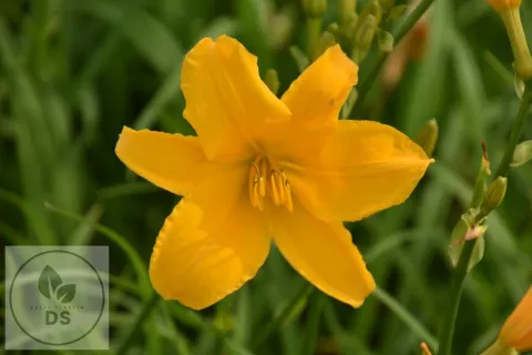 Hemerocallis 'Aten'
