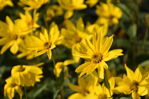 Helianthus atrorubens